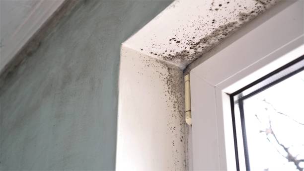 Best Environmental Consulting for Mold Prevention  in Amory, MS