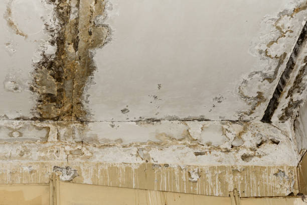 Best Black Mold Removal  in Amory, MS