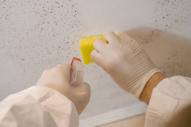  Amory, MS Mold Removal Pros